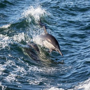 Asesoramiento Legal en Derecho Penal: Tu Guía en Cabo San Lucas | Justicia Penal y Derechos en Baja California Sur