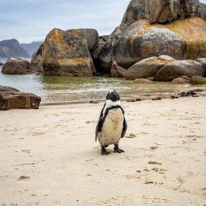 Cabo San Lucas y su Sistema Penal: Un Enfoque Crítico | Justicia Penal y Derechos en Baja California Sur