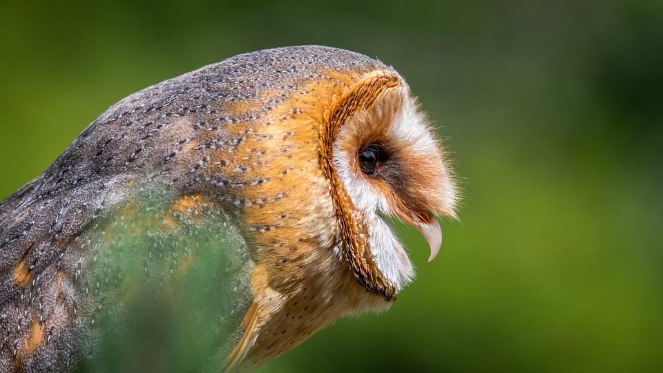 barn-owl-2550065_960_720.jpg Estos títulos están diseñados para atraer la atención de la audiencia local y promover la conciencia sobre la seguridad ciudadana. | Seguridad en Baja California Sur