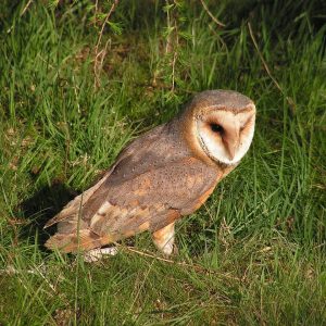barn-owl-564498_960_720.jpg Estos títulos pueden atraer a los lectores y reflejar la belleza y la experiencia de capturar momentos en este destino turístico. | Fotografía Profesional y Momentos Especiales en Baja California Sur