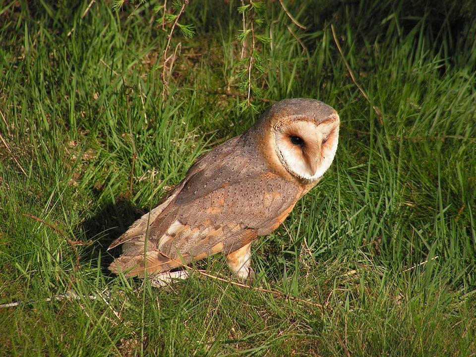 barn-owl-564498_960_720.jpg Estos títulos pueden atraer a los lectores y reflejar la belleza y la experiencia de capturar momentos en este destino turístico. | Fotografía Profesional y Momentos Especiales en Baja California Sur