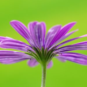 flower-4333046_960_720.jpg Cabo San Lucas: Estrategias de Acción Ciudadana que Marcan la Diferencia | Liderazgo Ciudadano y Transformación en Baja California Sur