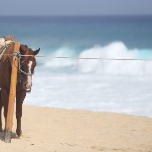 Cabo San Lucas: Tejiendo Redes de Acción Ciudadana para un Futuro Brillante