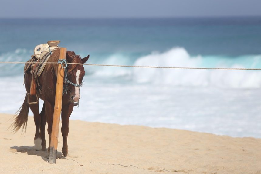 horse-1526708_960_720.jpg Cabo San Lucas: Tejiendo Redes de Acción Ciudadana para un Futuro Brillante