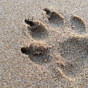 De la Playa a la Montaña: Tipos de Sesiones de Fotografía en Cabo San Lucas | Fotografía Profesional y Momentos Especiales en Baja California Sur