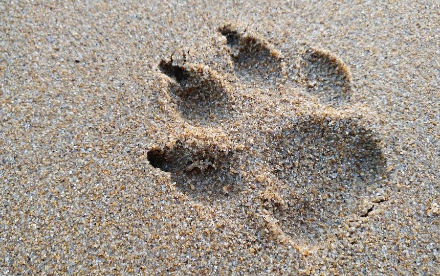 De la Playa a la Montaña: Tipos de Sesiones de Fotografía en Cabo San Lucas | Fotografía Profesional y Momentos Especiales en Baja California Sur