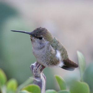 Baja California Sur a Través del Lente: Fotografía Profesional en Cabo San Lucas | Fotografía Profesional y Momentos Especiales en Baja California Sur