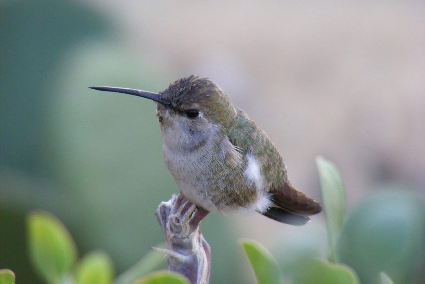 hummingbird-194826_960_720.jpg Baja California Sur a Través del Lente: Fotografía Profesional en Cabo San Lucas | Fotografía Profesional y Momentos Especiales en Baja California Sur