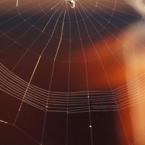 insect-2648157_960_720.jpg Tejiendo Redes: Historias de Activismo en Cabo San Lucas | Liderazgo Ciudadano y Transformación en Baja California Sur