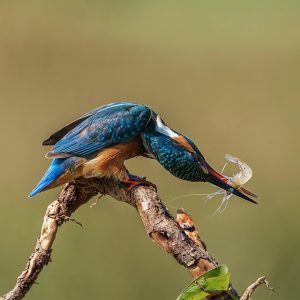 Capturando Cabo: La Fotografía Profesional que Define un Destino | Fotografía Profesional y Momentos Especiales en Baja California Sur