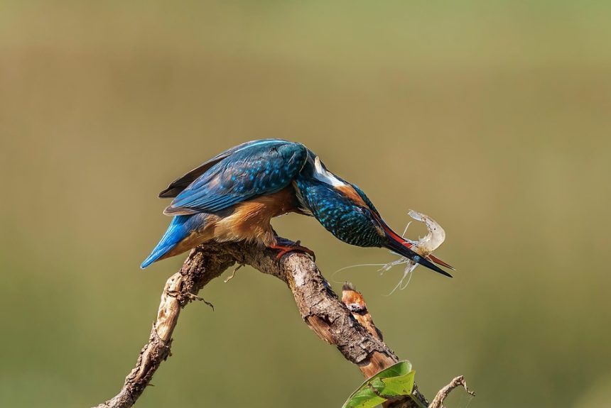 kingfisher-6146356_960_720.jpg Capturando Cabo: La Fotografía Profesional que Define un Destino | Fotografía Profesional y Momentos Especiales en Baja California Sur