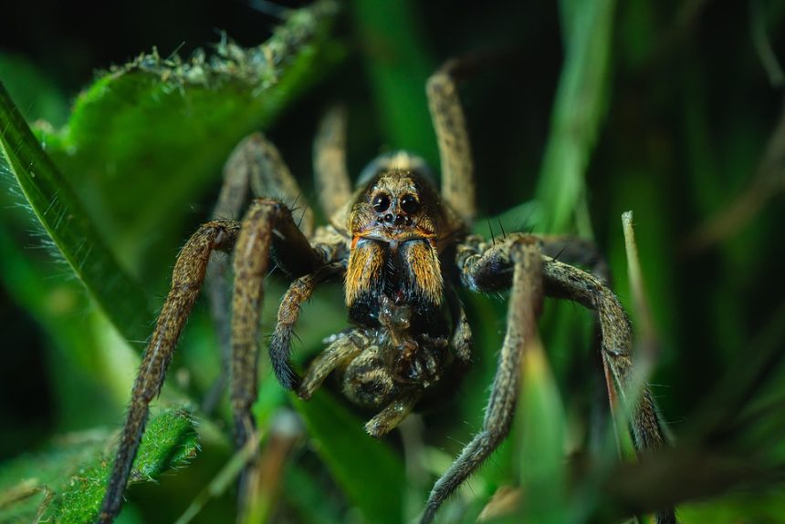 spider-7910610_960_720.jpg Capturando la magia: Servicios fotográficos en Cabo San Lucas | Fotografía Profesional y Momentos Especiales en Baja California Sur