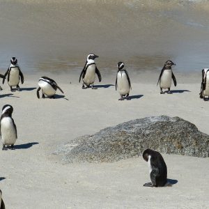 Cabo San Lucas Bajo la Lupa: El Impacto del Derecho Penal en Casos Cotidianos | Justicia Penal y Derechos en Baja California Sur
