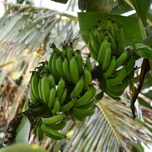 Cabo San Lucas y las Pensiones Alimenticias: El Rol Vital de la Mediación Familiar | Derecho Familiar y Protección Legal en Baja California Sur