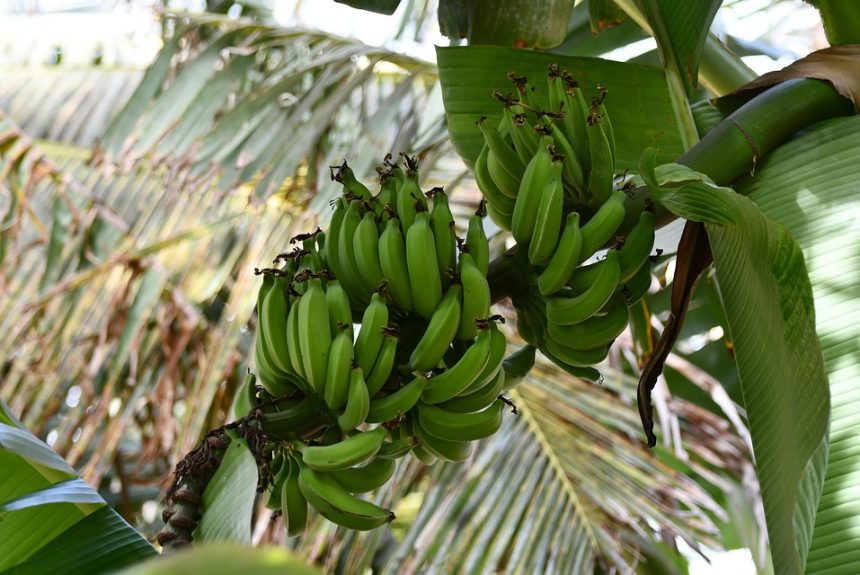 Cabo San Lucas y las Pensiones Alimenticias: El Rol Vital de la Mediación Familiar | Derecho Familiar y Protección Legal en Baja California Sur