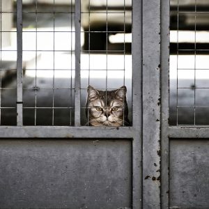 Espero que encuentres útiles estas propuestas. | Derecho Familiar y Protección Legal en Baja California Sur