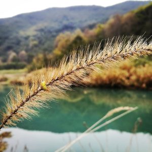 Mitos y Realidades de las Pensiones Alimenticias en el Contexto Familiar de Cabo San Lucas | Derecho Familiar y Protección Legal en Baja California Sur