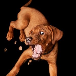dog-5021242_960_720.jpg Capturando la Esencia de Baja California Sur: Fotografía de Naturaleza en Cabo | Fotografía Profesional y Momentos Especiales en Baja California Sur