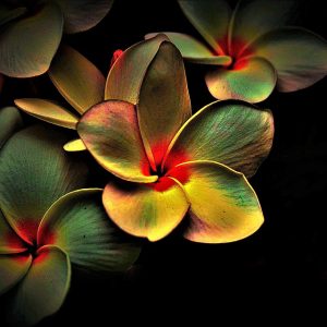 Colores y Texturas: La Fotografía de Productos en el Escenario Perfecto de Cabo San Lucas | Fotografía Profesional y Momentos Especiales en Baja California Sur