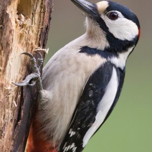 great-spotted-woodpecker-8024806_960_720.jpg Fotografía de Bodas en Cabo San Lucas: Momentos Únicos Capturados por un Experto | Fotografía Profesional y Momentos Especiales en Baja California Sur