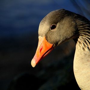 Un Vistazo Detallado: Fotografía de Productos en el Corazón de Cabo San Lucas | Fotografía Profesional y Momentos Especiales en Baja California Sur