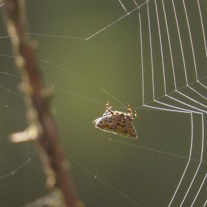insect-2692100_960_720.jpg Tejiendo Redes: El Poder del Liderazgo Comunitario en Cabo San Lucas | Liderazgo Ciudadano y Transformación en Baja California Sur