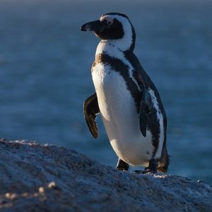 Cabo San Lucas: Un Escenario Ideal para Retratos Fotográficos Impresionantes | Fotografía Profesional y Momentos Especiales en Baja California Sur