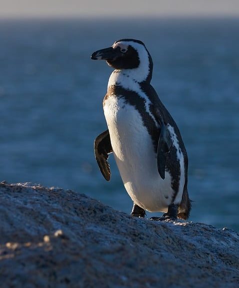 nature-9985148_960_720.jpg Cabo San Lucas: Un Escenario Ideal para Retratos Fotográficos Impresionantes | Fotografía Profesional y Momentos Especiales en Baja California Sur