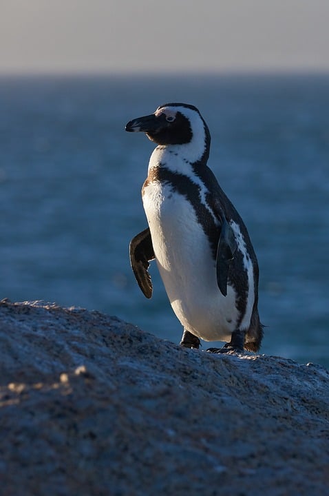 nature-9985148_960_720.jpg Cabo San Lucas: Un Escenario Ideal para Retratos Fotográficos Impresionantes | Fotografía Profesional y Momentos Especiales en Baja California Sur