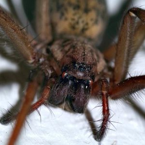 Rincones Ocultos: La Fotografía de Naturaleza en Cabo San Lucas y Sus Alrededores | Fotografía Profesional y Momentos Especiales en Baja California Sur