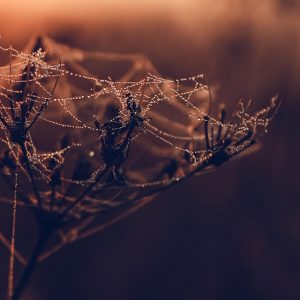 Brillando Bajo el Sol: Estrategias de Fotografía de Productos en Cabo San Lucas | Fotografía Profesional y Momentos Especiales en Baja California Sur