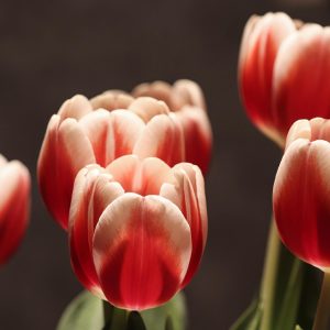 tulip-flower-4762986_960_720.jpg Despertar Ciudadano: Estrategias de Liderazgo en Cabo San Lucas | Liderazgo Ciudadano y Transformación en Baja California Sur