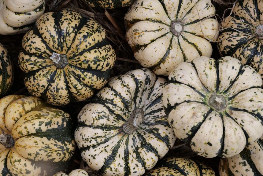 vegetable-4552723_960_720.jpg “Acción Ciudadana en Los Cabos: Cómo el Liderazgo Comunitario Está Cambiando la Realidad” | Liderazgo Ciudadano y Transformación en Baja California Sur