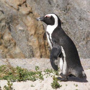 Cabo San Lucas: Una Ciudad Comprometida con el Deporte Inclusivo | Inclusión Social y Transformación en Baja California Sur