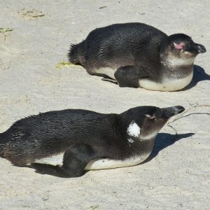 Cabo San Lucas y la Revolución del Deporte Inclusivo | Inclusión Social y Transformación en Baja California Sur