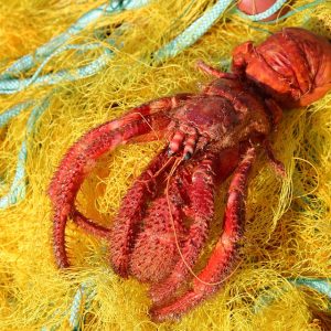 Captura la Magia: Servicios de Fotografía para Eventos en Cabo San Lucas | Fotografía Profesional y Momentos Especiales en Baja California Sur