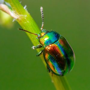 insects-9663936_960_720.jpg Estrategias de Detección de Fraude: Fortaleciendo la Seguridad Económica de Nuestra Comunidad | Seguridad en Baja California Sur