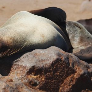 Cabo San Lucas: Hacia un Derecho Penal que Rinda Resultados más Eficaces | Justicia Penal y Derechos en Baja California Sur
