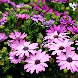 african-daisy-6599439_960_720.jpg Cabo San Lucas a Través del Lente: La Belleza de la Fotografía de Moda | Fotografía Profesional y Momentos Especiales en Baja California Sur