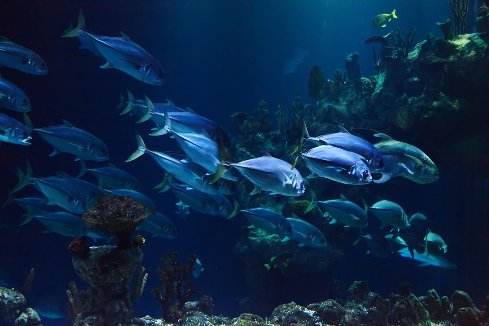 “Explora Cabo San Lucas: Fotografía Profesional para Capturar la Belleza Local” | Fotografía Profesional y Momentos Especiales en Baja California Sur