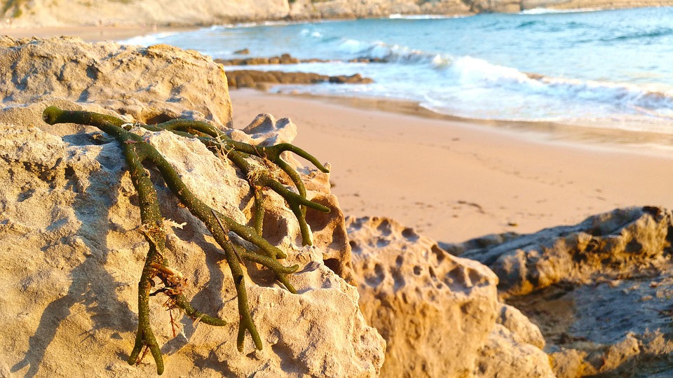 De la Playa a las Montañas: Explorando la Fotografía de Paisajes en BCS | Fotografía Profesional y Momentos Especiales en Baja California Sur