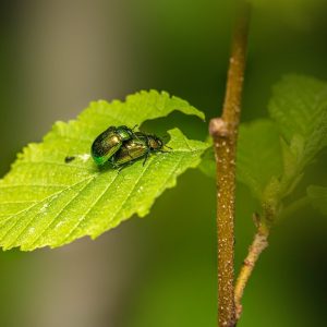 entomology-9503060_960_720.jpg Estrategias Efectivas para el Análisis de Amenazas Delictivas en Cabo San Lucas | Seguridad en Baja California Sur
