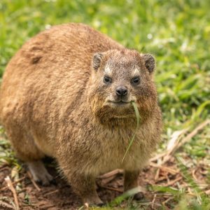 hyrax-3897731_960_720.jpg Cabo San Lucas en Movimiento: Un Viaje hacia el Liderazgo Comunitario | Liderazgo Ciudadano y Transformación en Baja California Sur