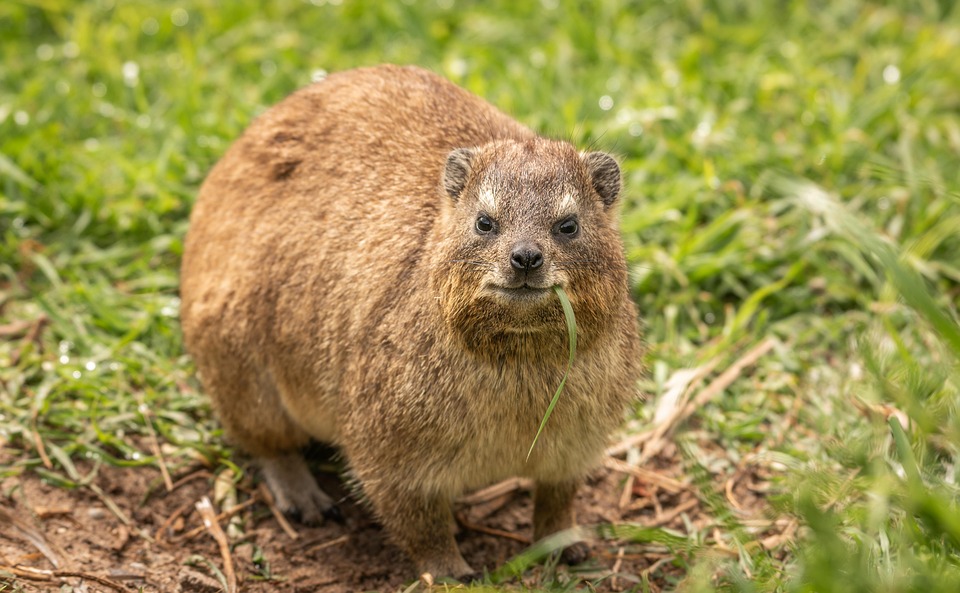hyrax-3897731_960_720.jpg Cabo San Lucas en Movimiento: Un Viaje hacia el Liderazgo Comunitario | Liderazgo Ciudadano y Transformación en Baja California Sur
