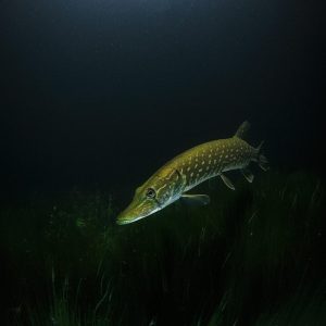 pike-2276178_960_720.jpg Sumérgete en la Belleza: Fotografía Submarina en Cabo San Lucas | Fotografía Profesional y Momentos Especiales en Baja California Sur