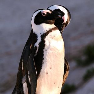 Cabo San Lucas: Un Faro de Inclusión en el Deporte | Inclusión Social y Transformación en Baja California Sur