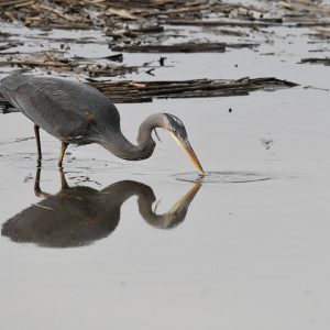 birdphotography-7885377_960_720.jpg Fotografía a Domicilio: La Nueva Tendencia en Cabo San Lucas que No Te Querrás Perder | Fotografía Profesional y Momentos Especiales en Baja California Sur