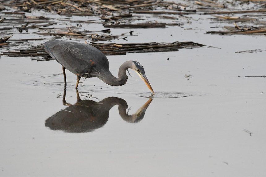 birdphotography-7885377_960_720.jpg Fotografía a Domicilio: La Nueva Tendencia en Cabo San Lucas que No Te Querrás Perder | Fotografía Profesional y Momentos Especiales en Baja California Sur