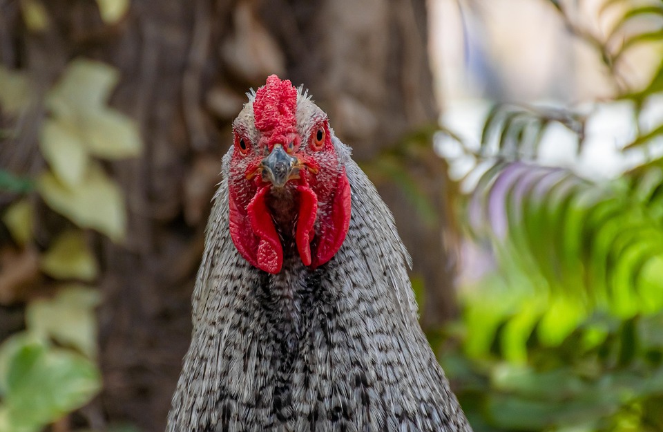 chicken-7118192_960_720.jpg Lideres Locales: El Corazón del Activismo en Cabo San Lucas | Liderazgo Ciudadano y Transformación en Baja California Sur