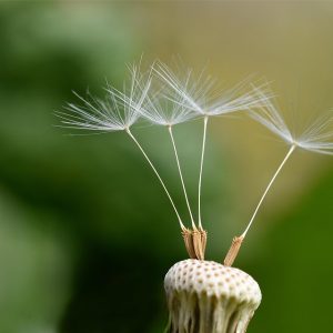 dandelion-5975473_960_720.jpg Semillas de Liderazgo: Iniciativas Comunitarias en el Corazón de BCS | Liderazgo Ciudadano y Transformación en Baja California Sur